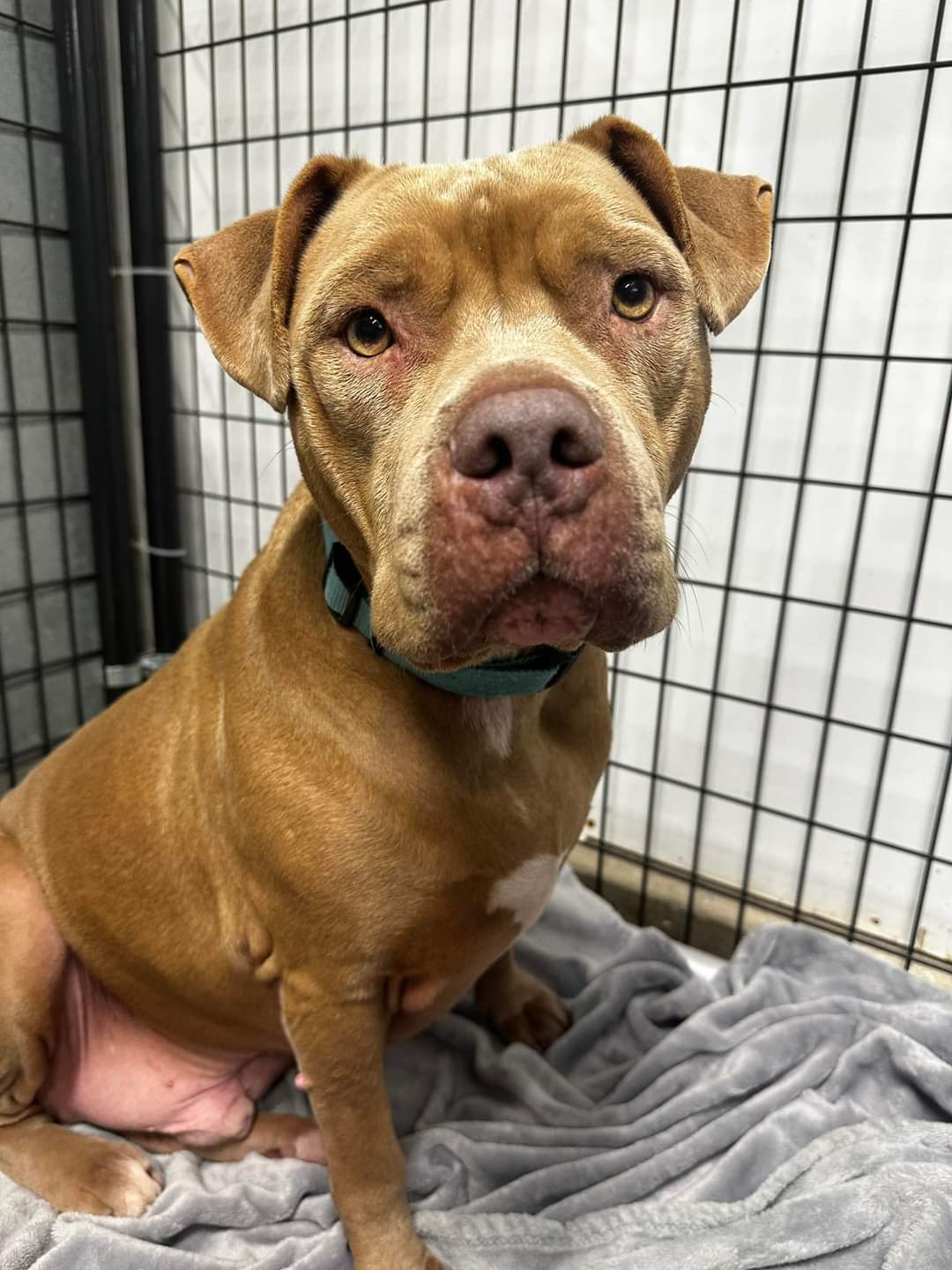 Adopt Joey Today Find Paw Pal