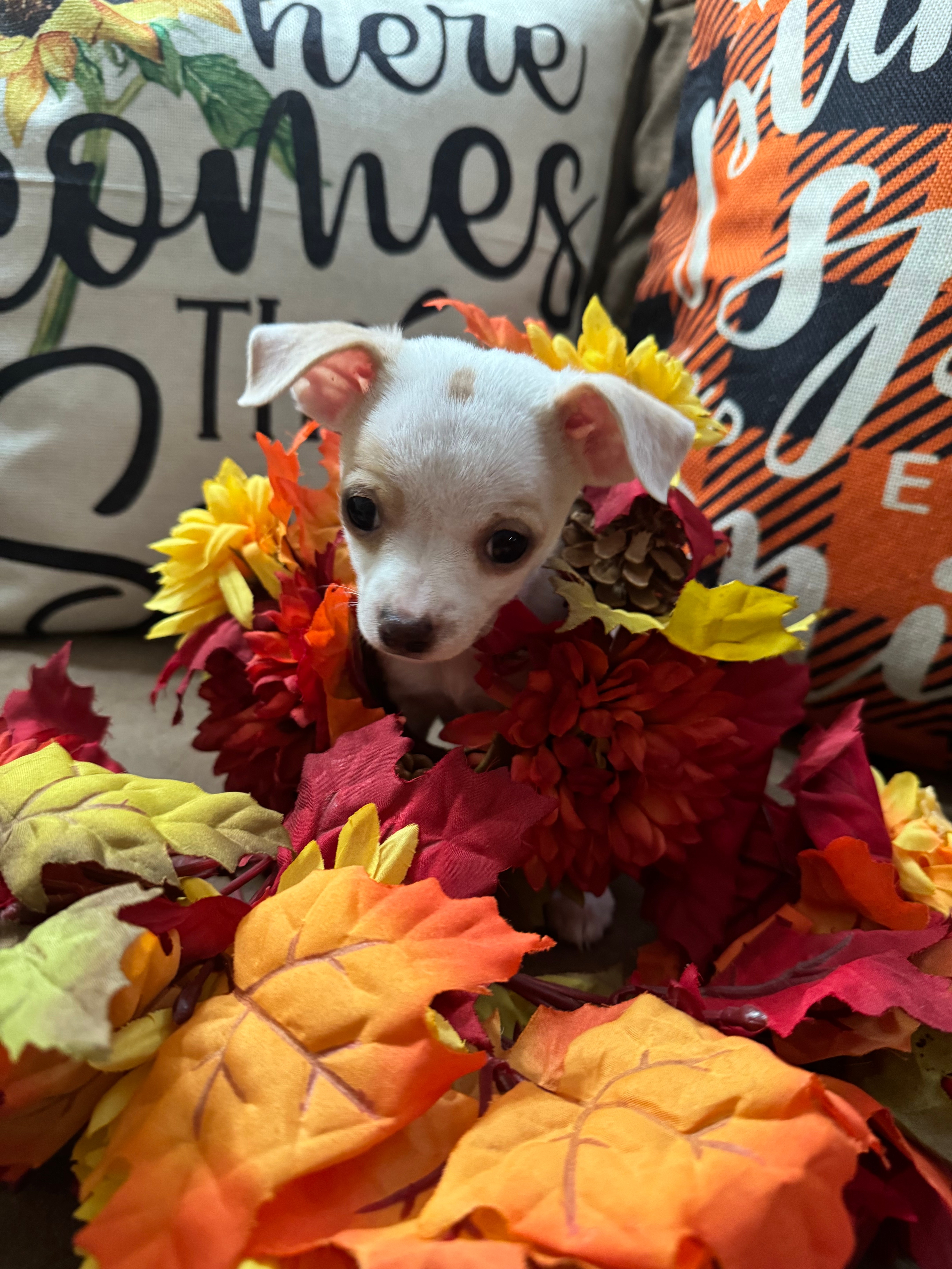 Adopt Octavia Today Find Paw Pal