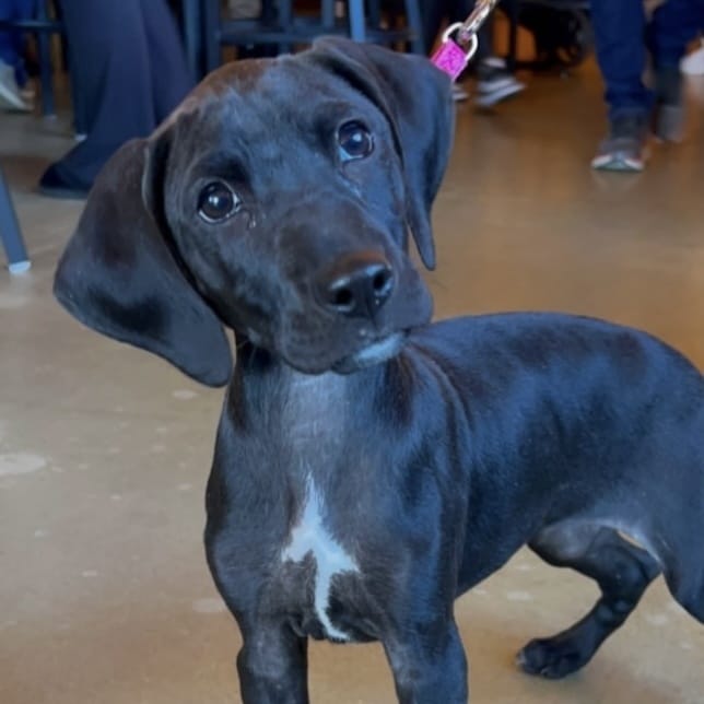 Adopt Ida Today Find Paw Pal