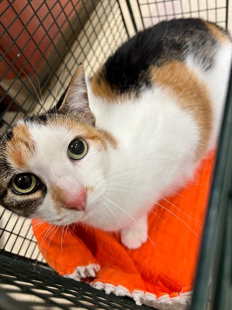 Adopt Mamma Mia Today Find Paw Pal