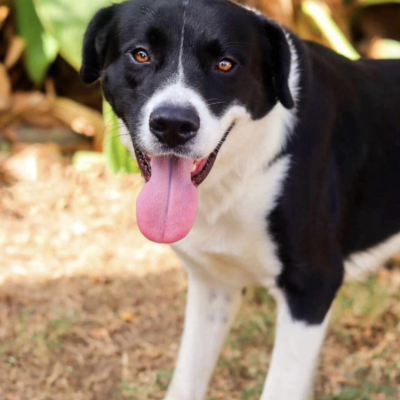 Adopt Hank soon) Today Find Paw Pal