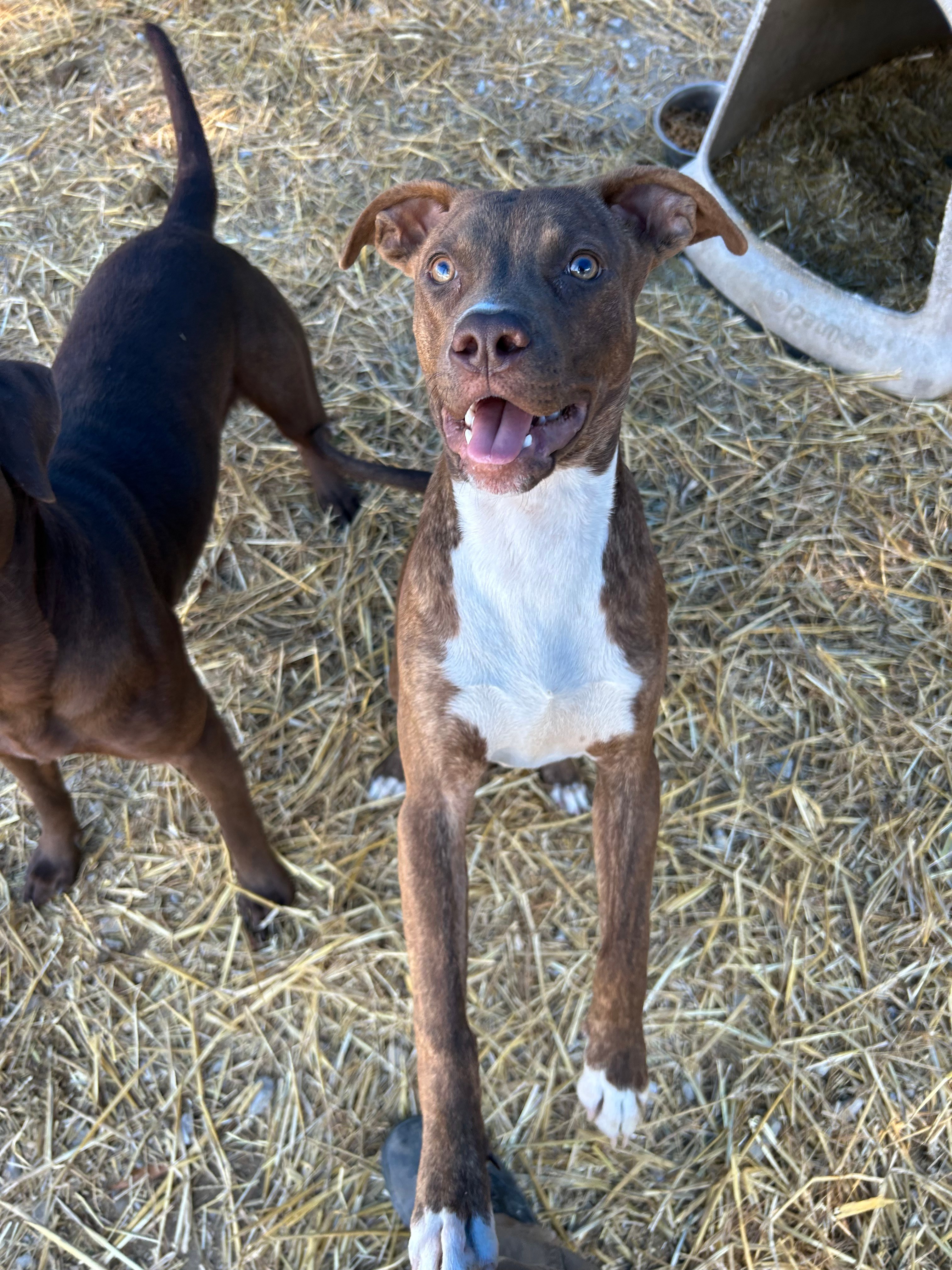 Adopt Spartan Today Find Paw Pal