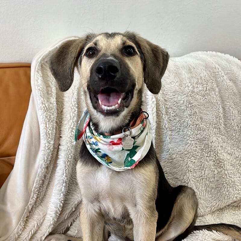 Adopt Arya Today Find Paw Pal