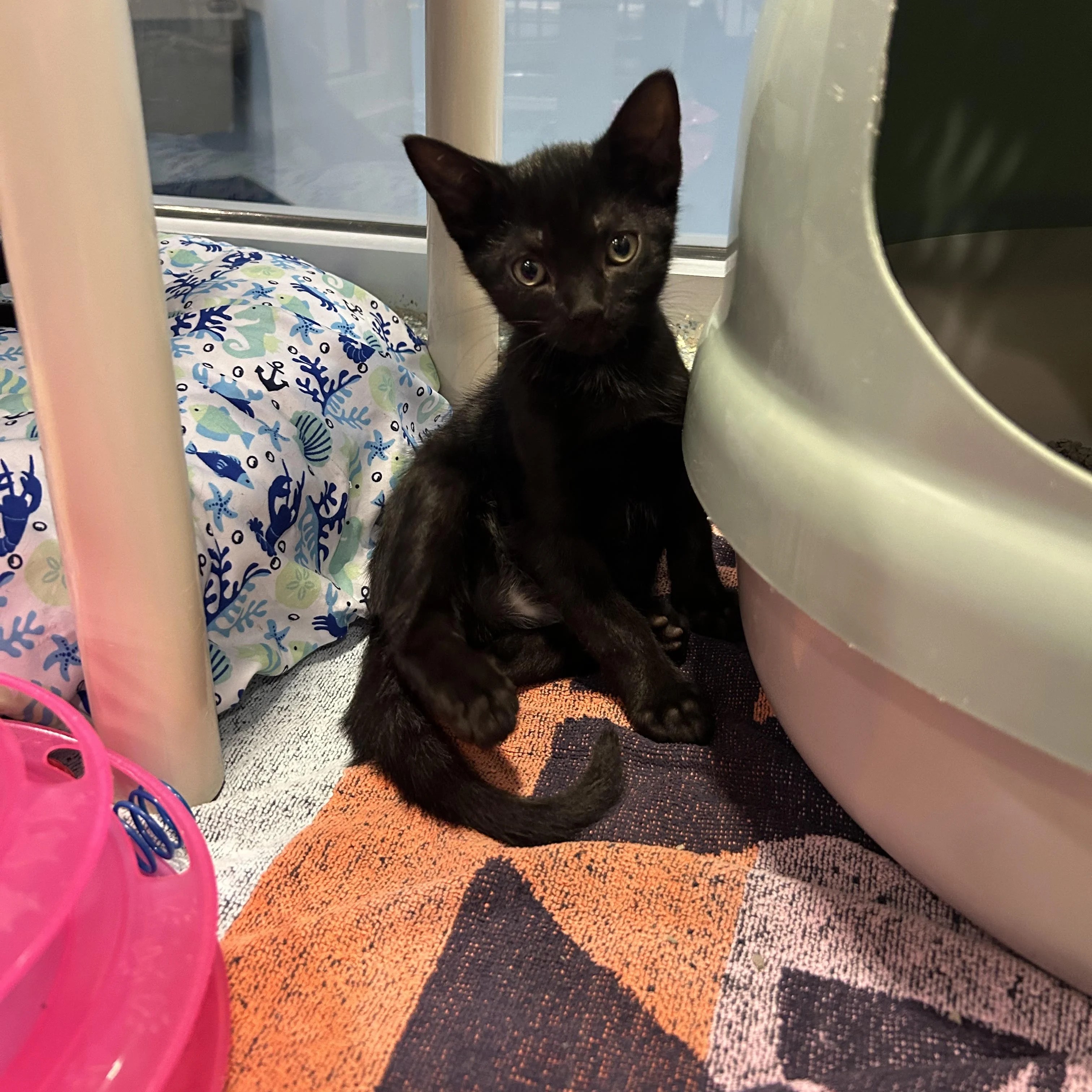 Adopt Southern Sea Today Find Paw Pal