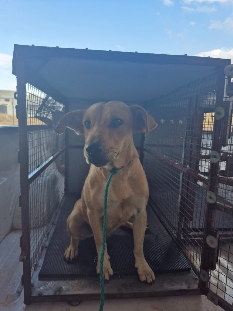 Adopt Ida Today Find Paw Pal