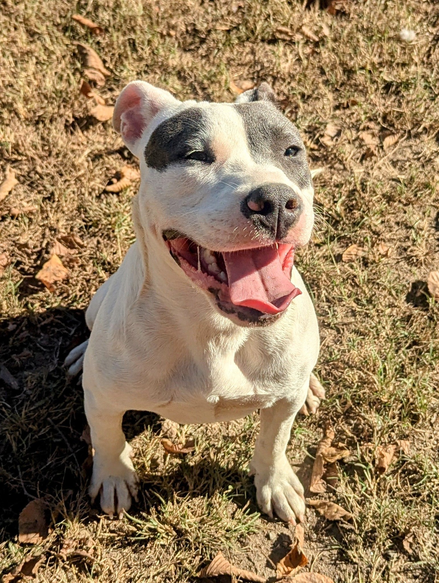 Adopt Mosley Today Find Paw Pal