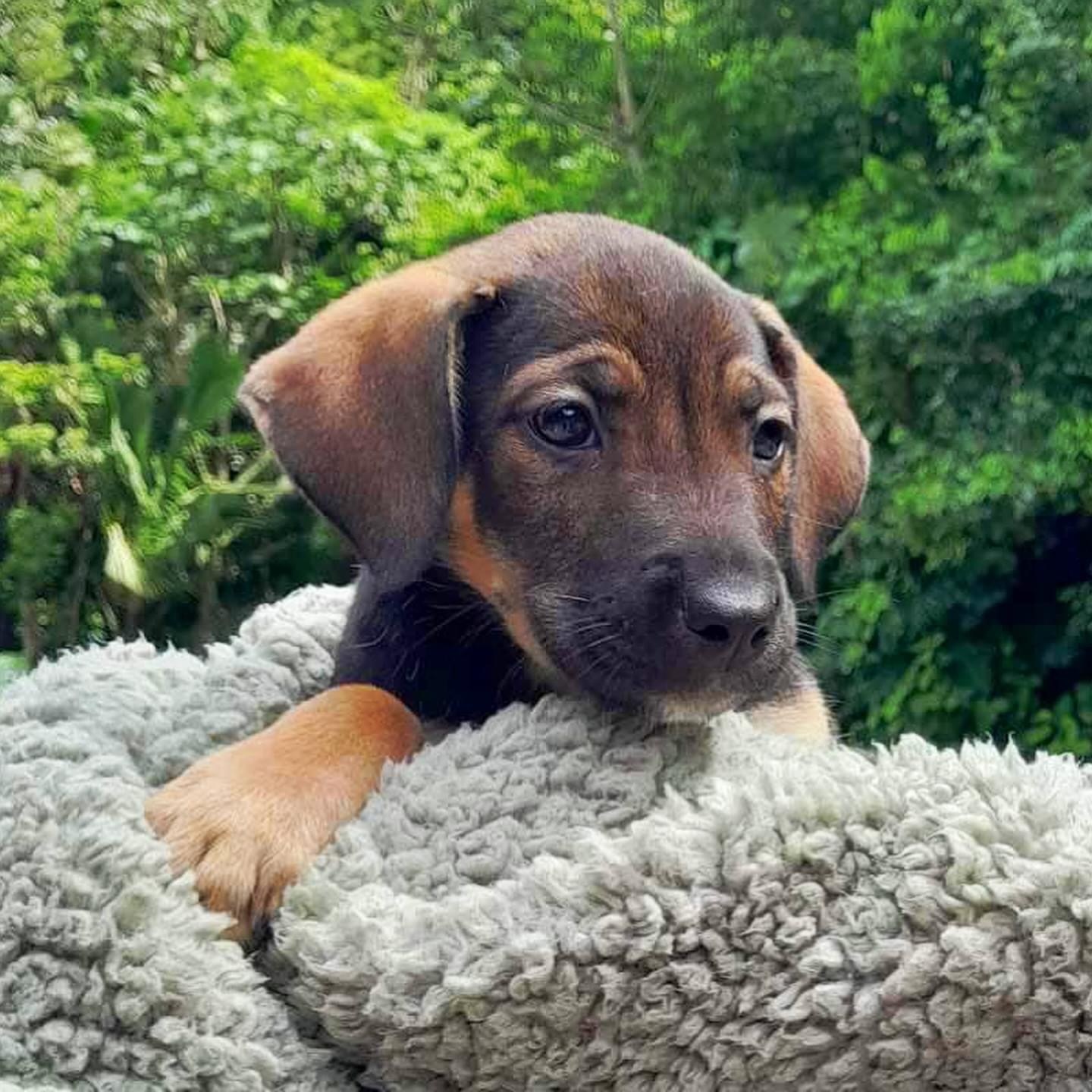 Adopt Tonya Today Find Paw Pal