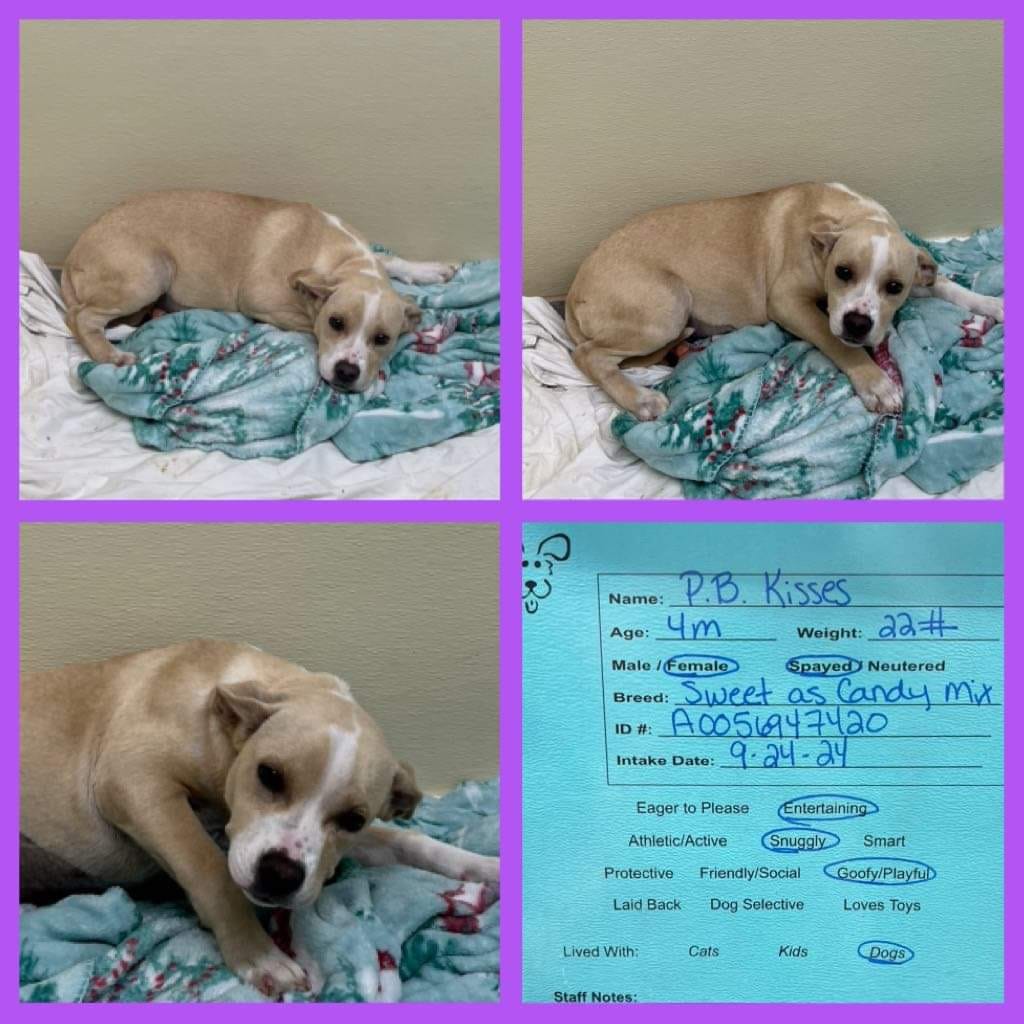 Adopt Reeses Today Pets TheCountyOffice