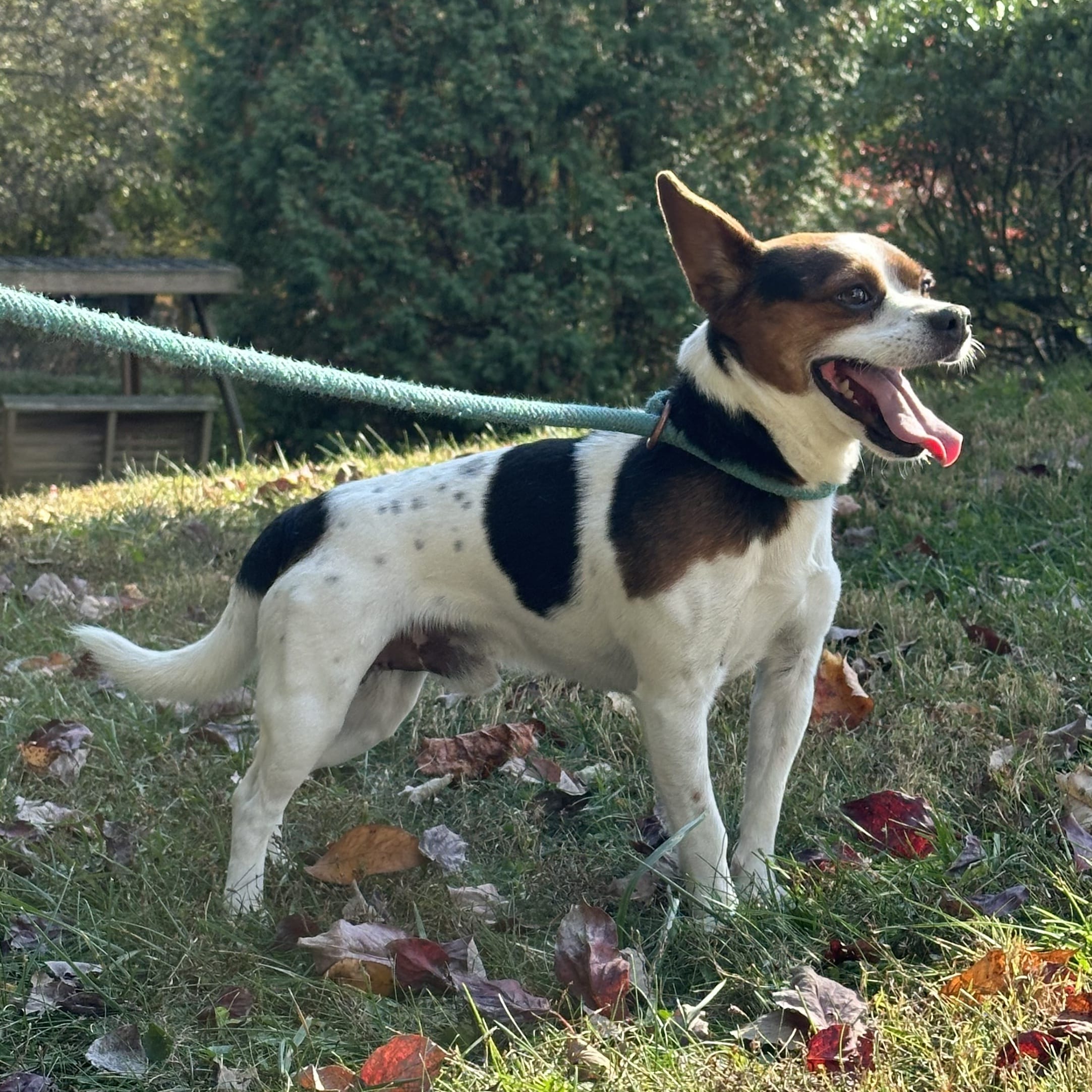 Adopt Frank Today Find Paw Pal