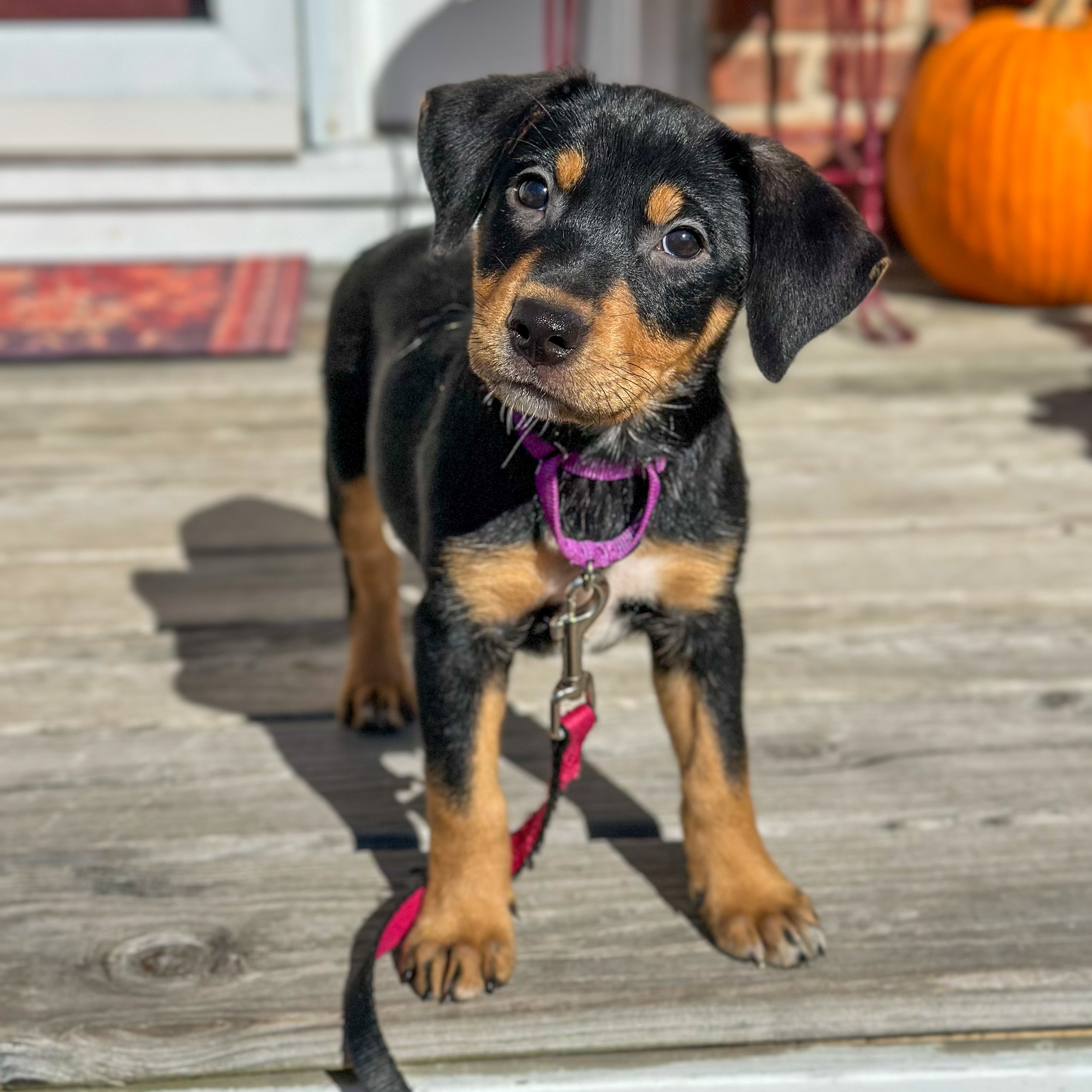 Adopt Tonya Today Find Paw Pal