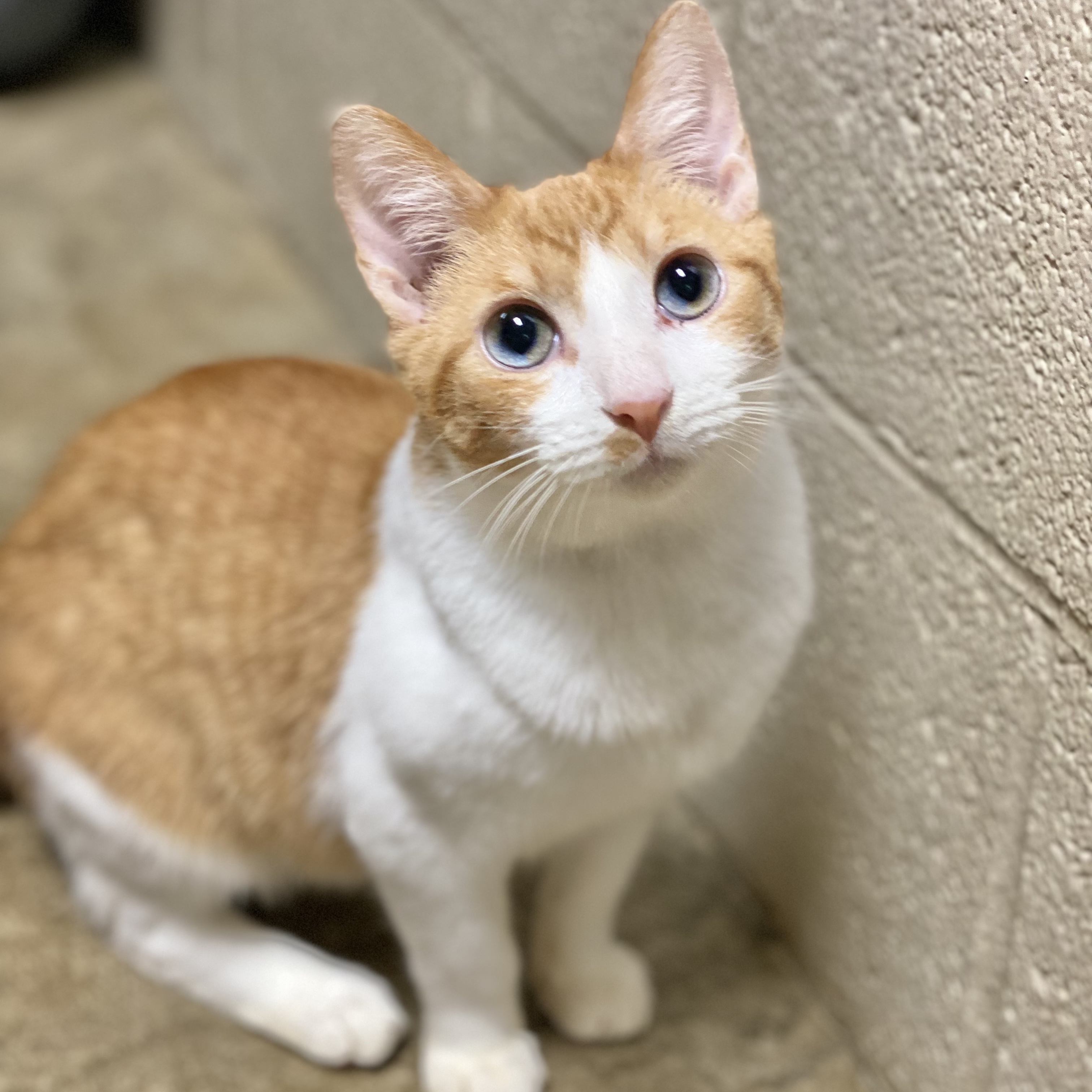 Adopt Bugsy Today Find Paw Pal