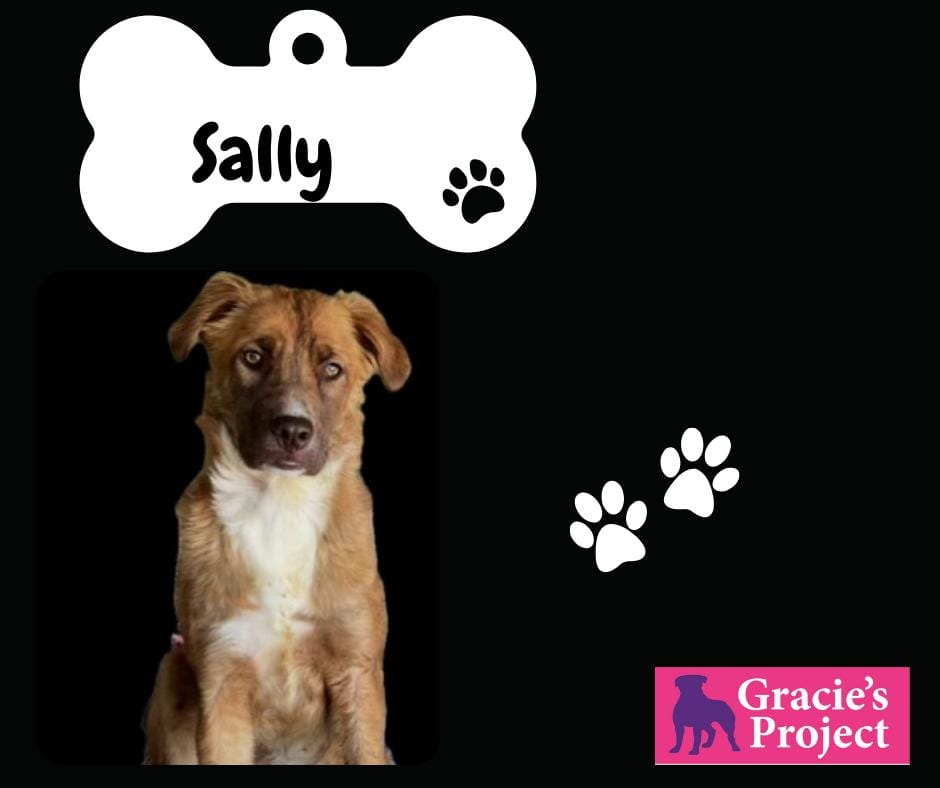 Adopt Sally Today Find Paw Pal