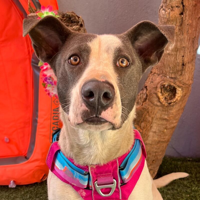 Adopt Garfield Dogs Today Find Paw Pal