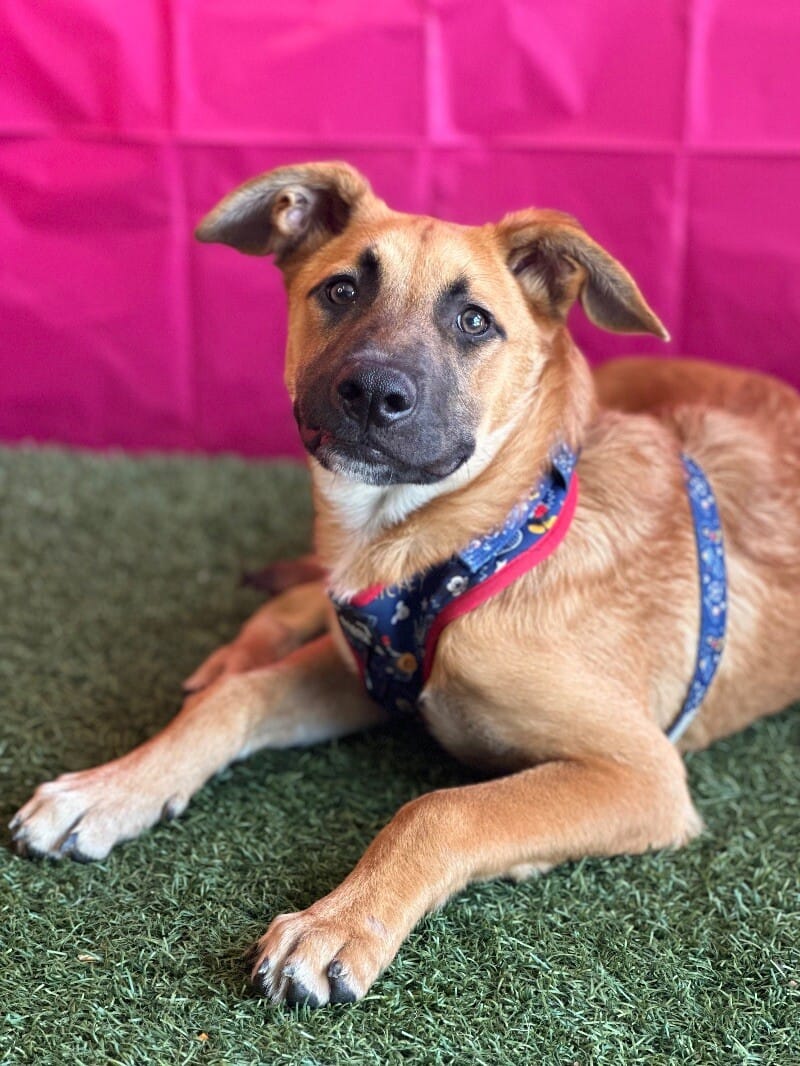 Adopt Sven Today Find Paw Pal