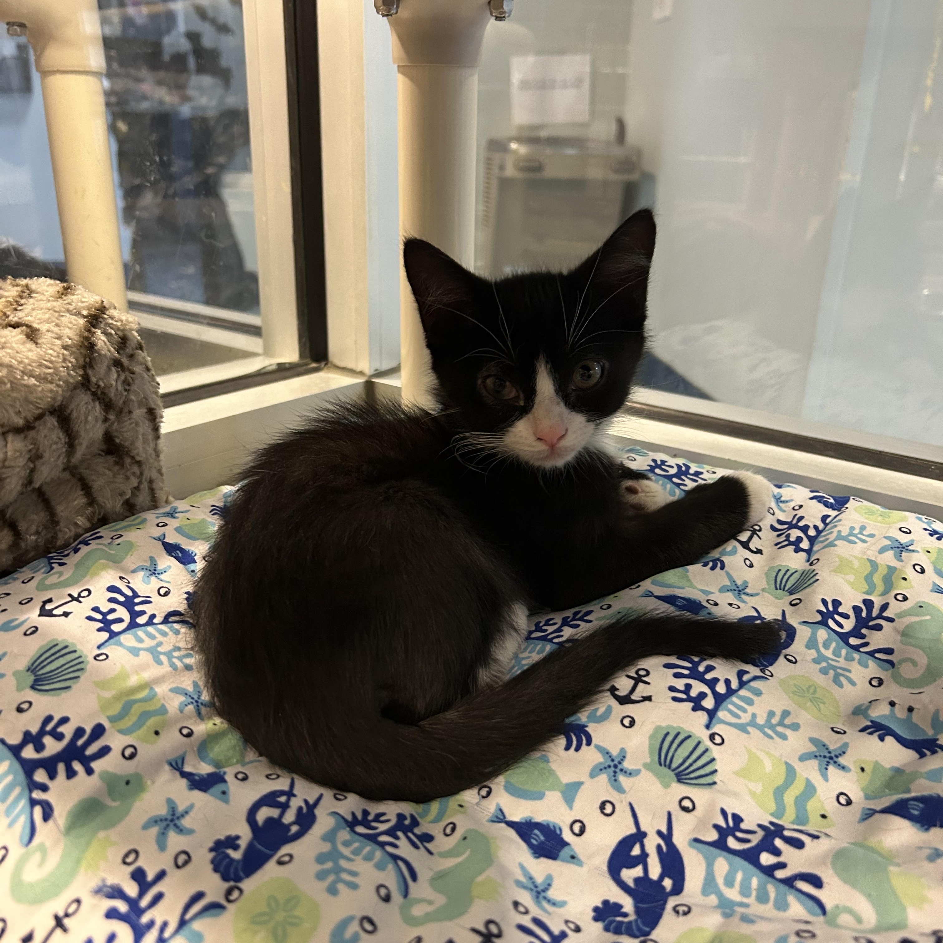 Adopt Southern Sea Today Find Paw Pal