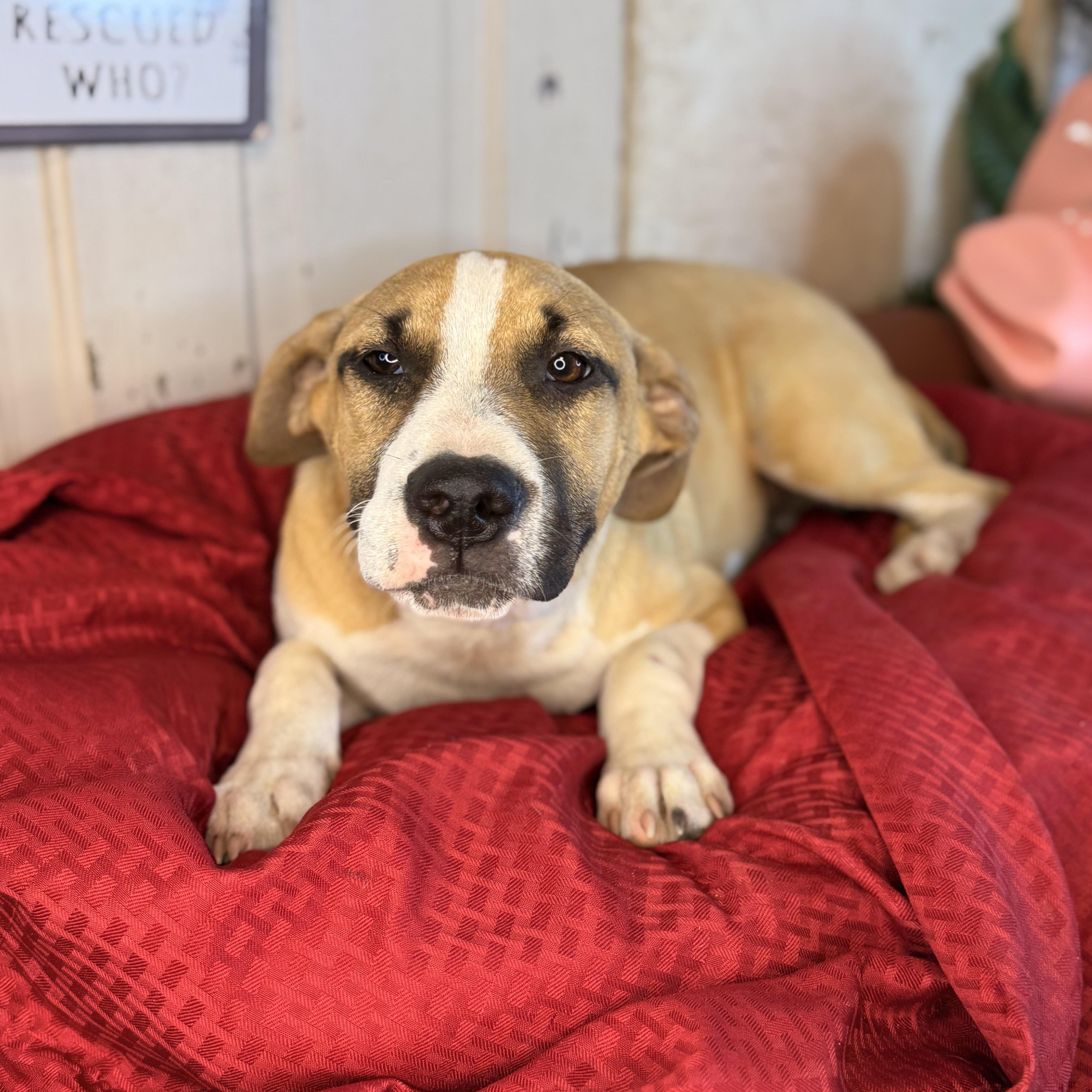 Adopt Jake from State Farm Today Pets TheCountyOffice