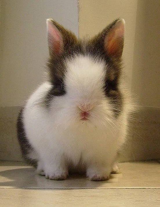 Top 30 Cutest Pictures of Bunnies around the World The Design Inspiration