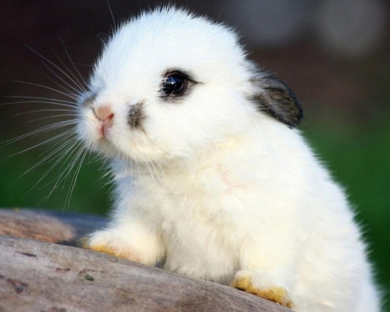 Top 30 Cutest Pictures of Bunnies around the World The Design Inspiration