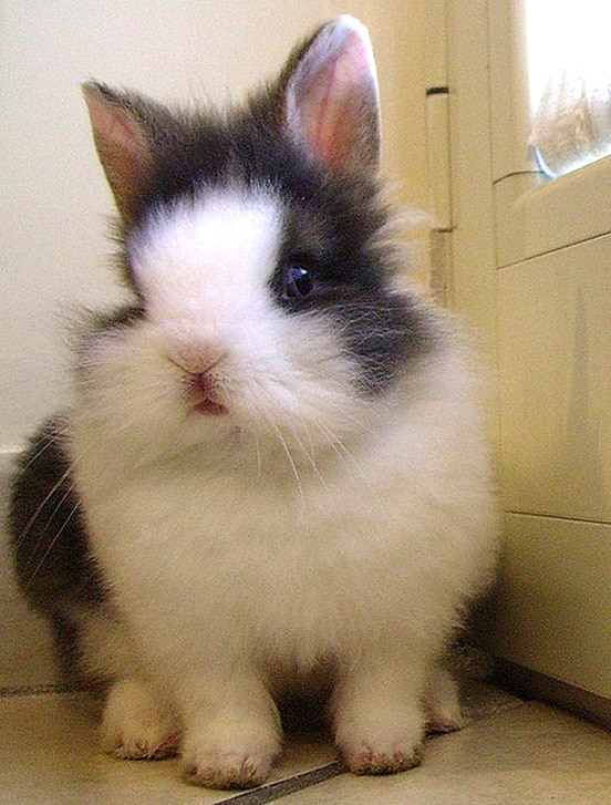 Top 30 Cutest Pictures of Bunnies around the World The Design Inspiration