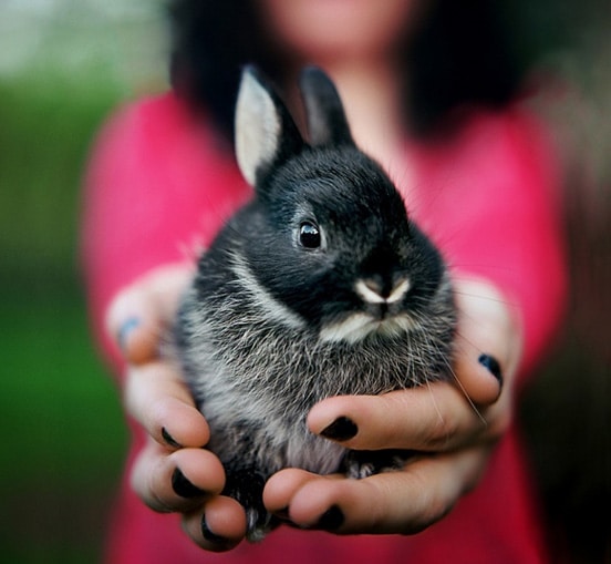 Top 30 Cutest Pictures of Bunnies around the World The Design