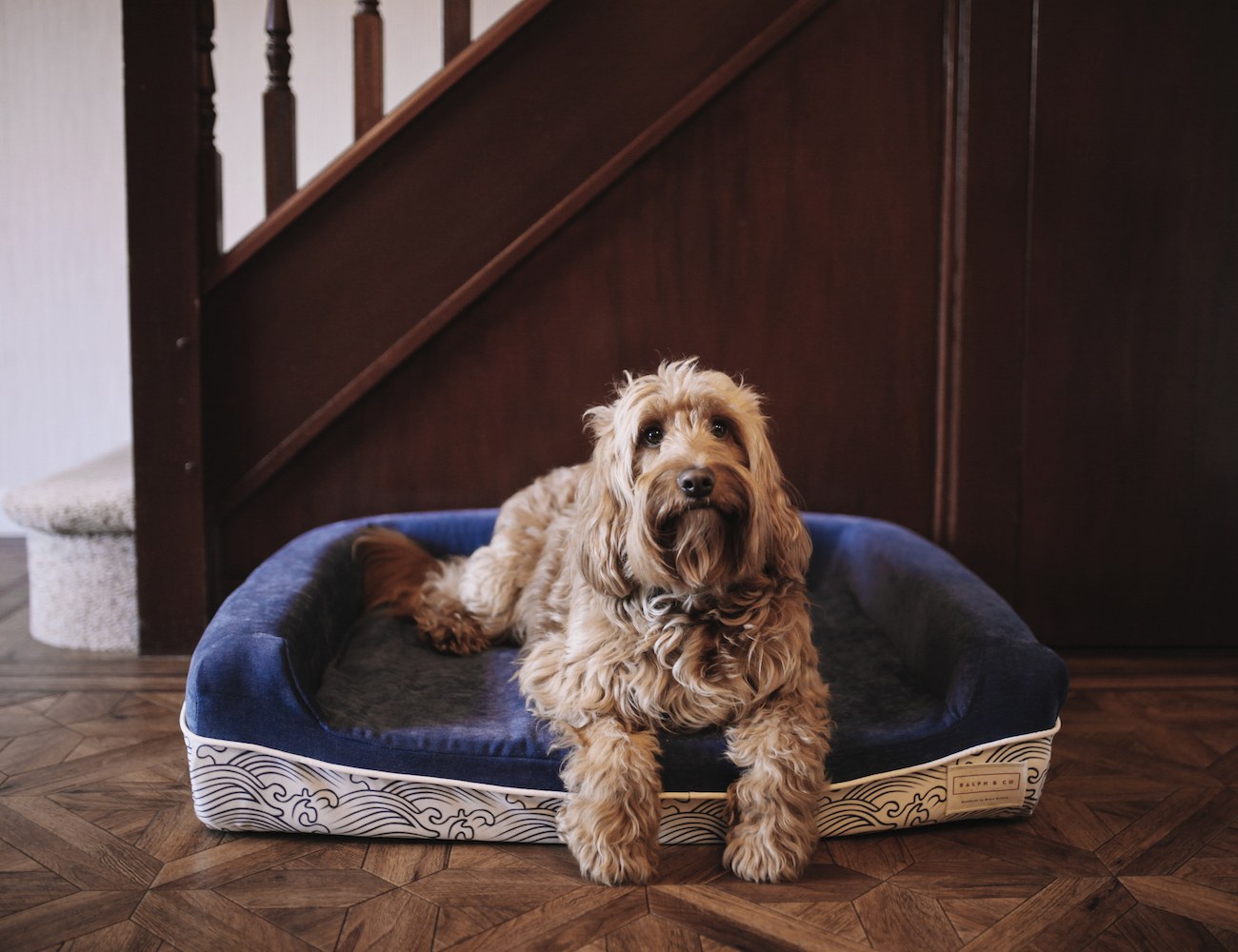The World's Best Dog Bed by Ralph & Co » Gadget Flow