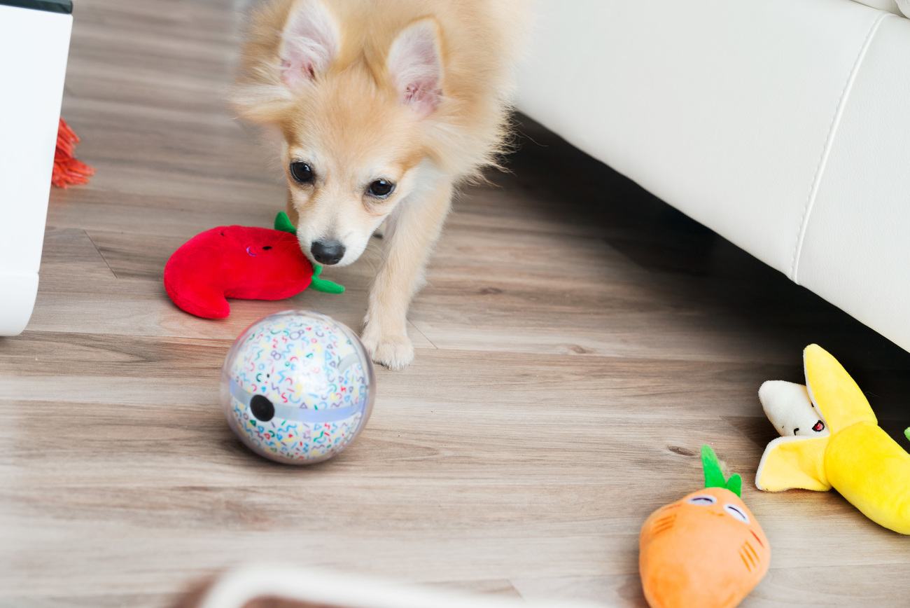 Pebby Robotic Pet Sitter » Gadget Flow