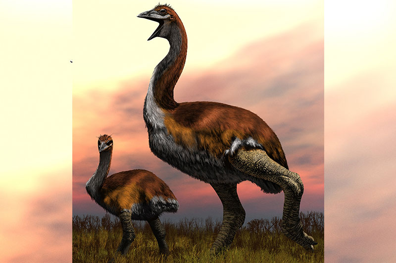 World's biggest bird is discovered now, Its Vorombe Titan