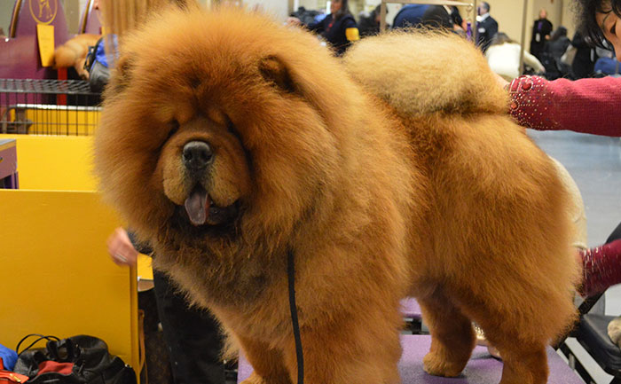 Top 25 Most Dangerous Dog Breeds in the World