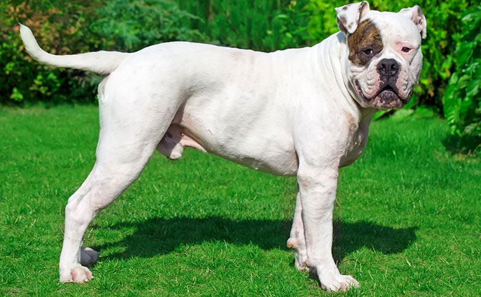 Top 25 Most Dangerous Dog Breeds in the World
