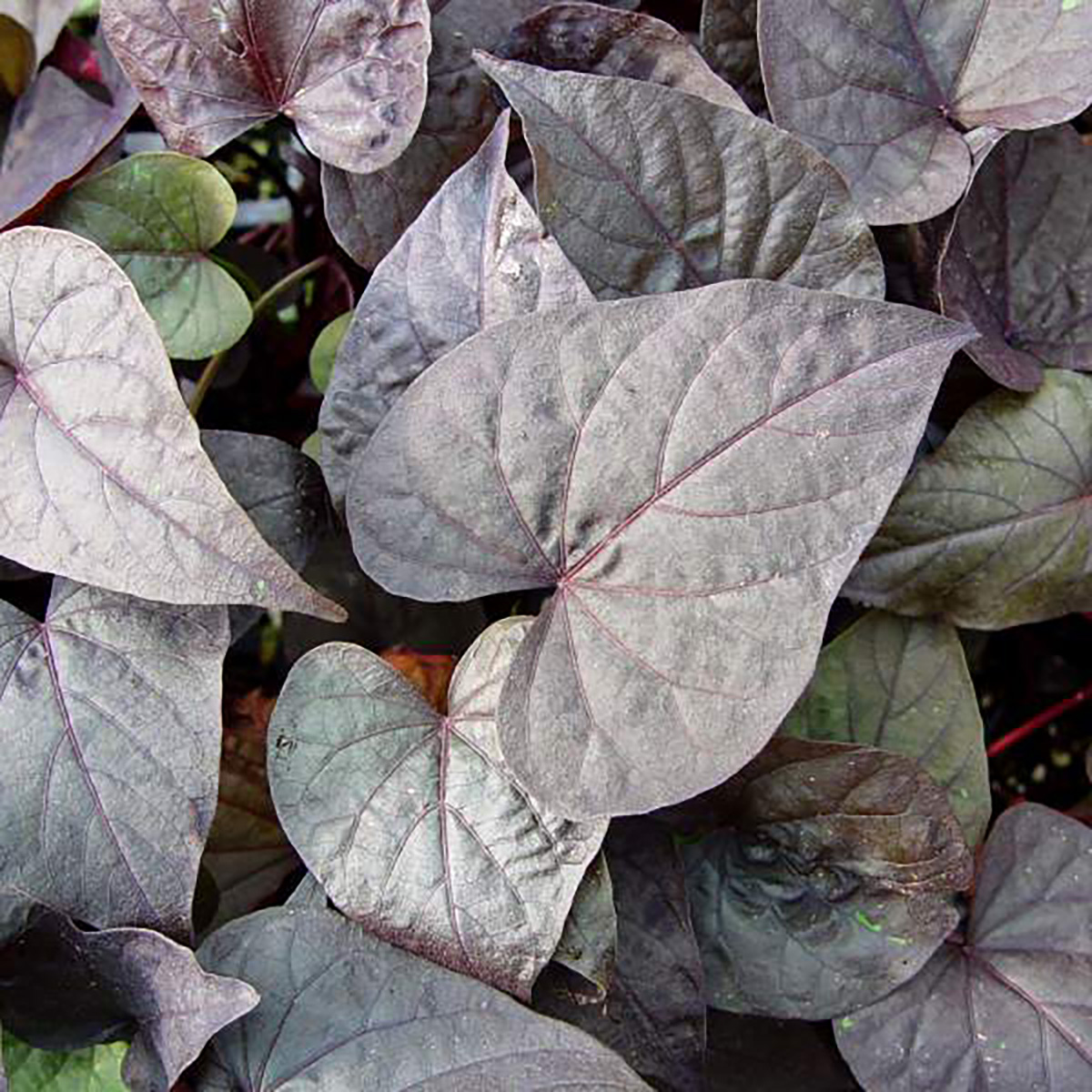 Can You Eat Ace Of Spades Sweet Potato Vine? Exploring The Health