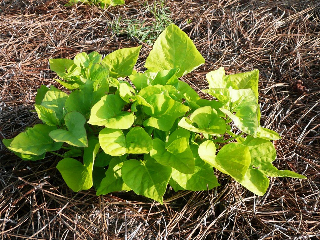 Growing Sweet Potatoes In Perpetuity Tips And Tricks For A Bountiful