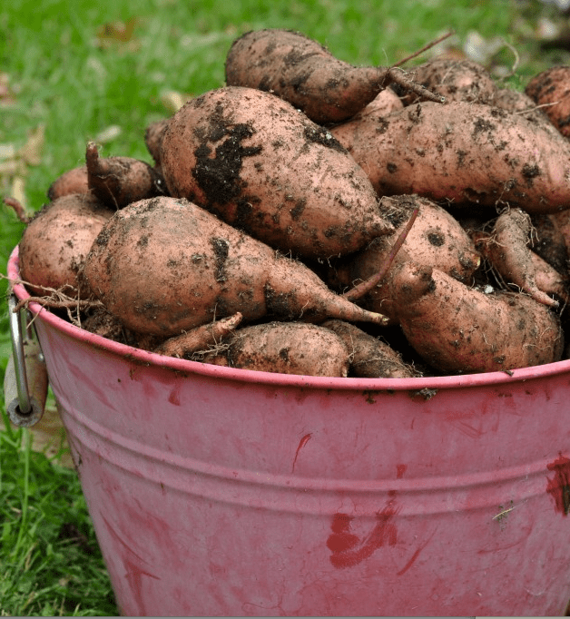 Curing Sweet Potatoes The Essential Step For A Successful Harvest