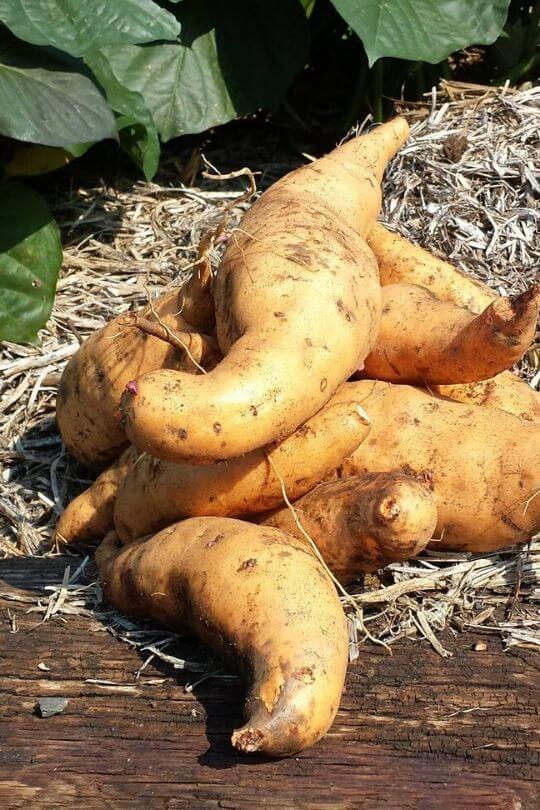 Harvesting Vardaman Sweet Potatoes Timing And Tips For Success