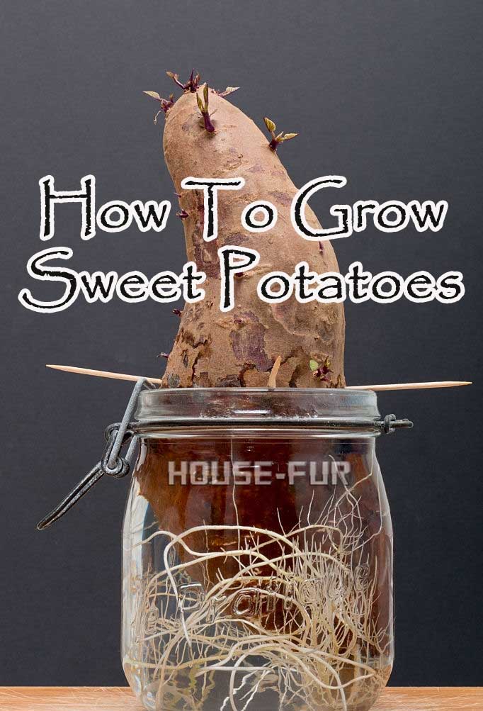 Growing Sweet Potatoes In Perpetuity Tips And Tricks For A Bountiful