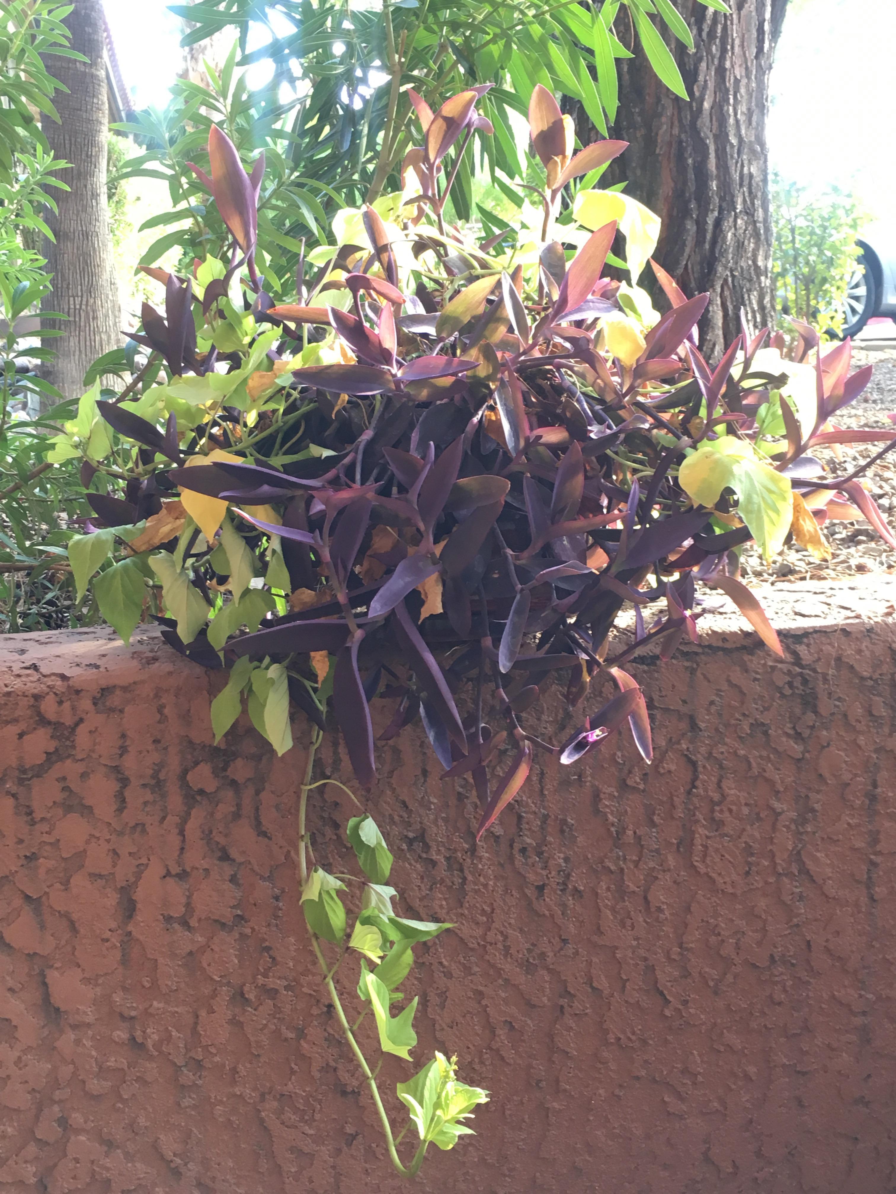 The Difference Between Sweet Potato Vine And Coleus How To Care For