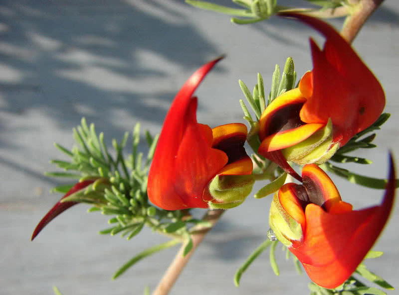 Top 10 Rarest Flowers In The World The Mysterious World