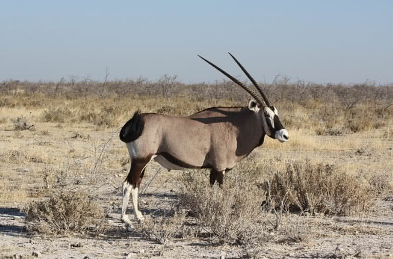 Top 10 Amazing Horns In The Animal Kingdom The