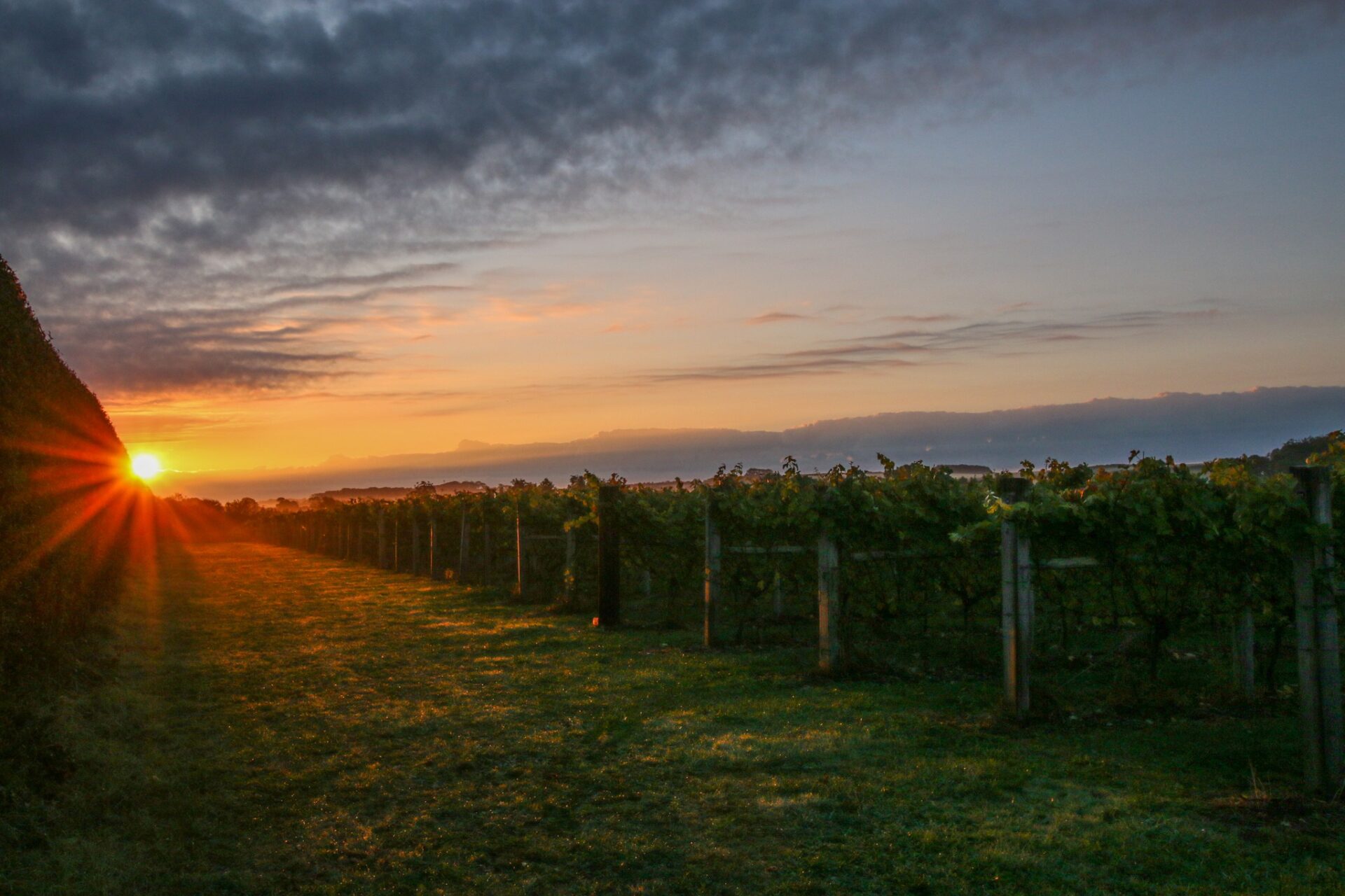 The Best Vineyards Near London The Nudge