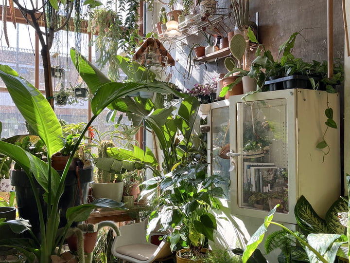 London's Best Plant Shops Make other green with envy