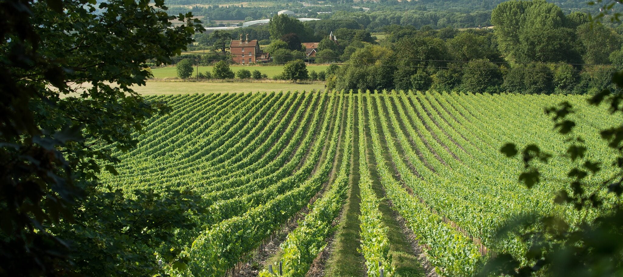 The Best Vineyards Near London The Nudge