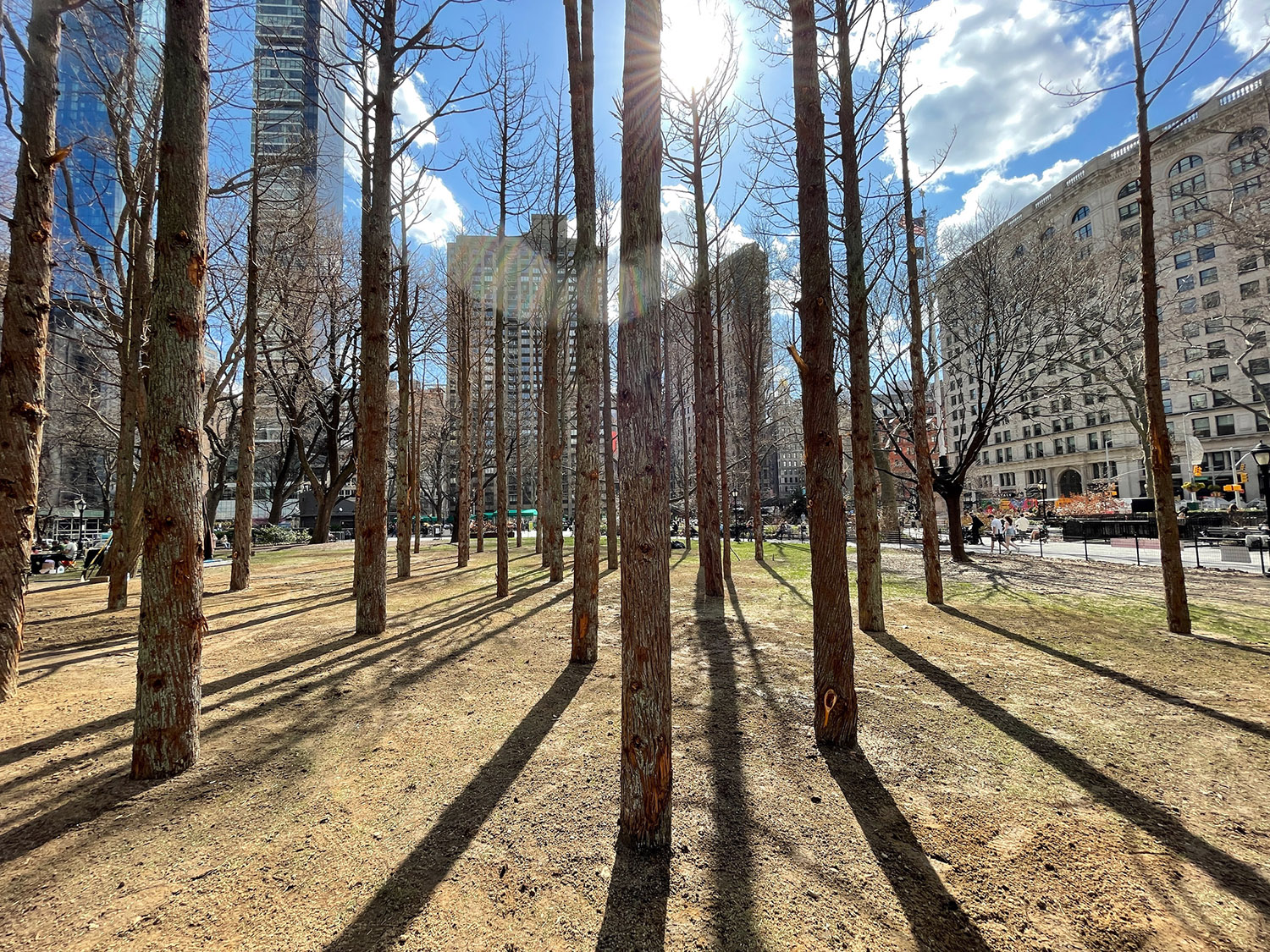 A ‘ghost forest’ has sprung up in Manhattan