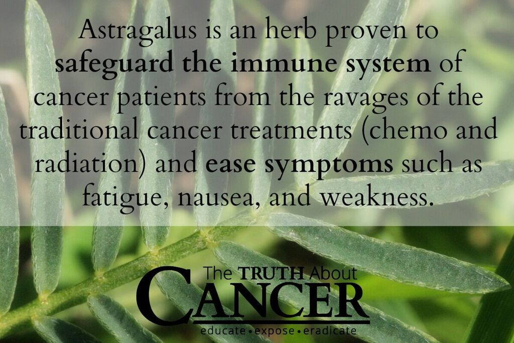 Astragalus The Super Herb that Prevents Cancer