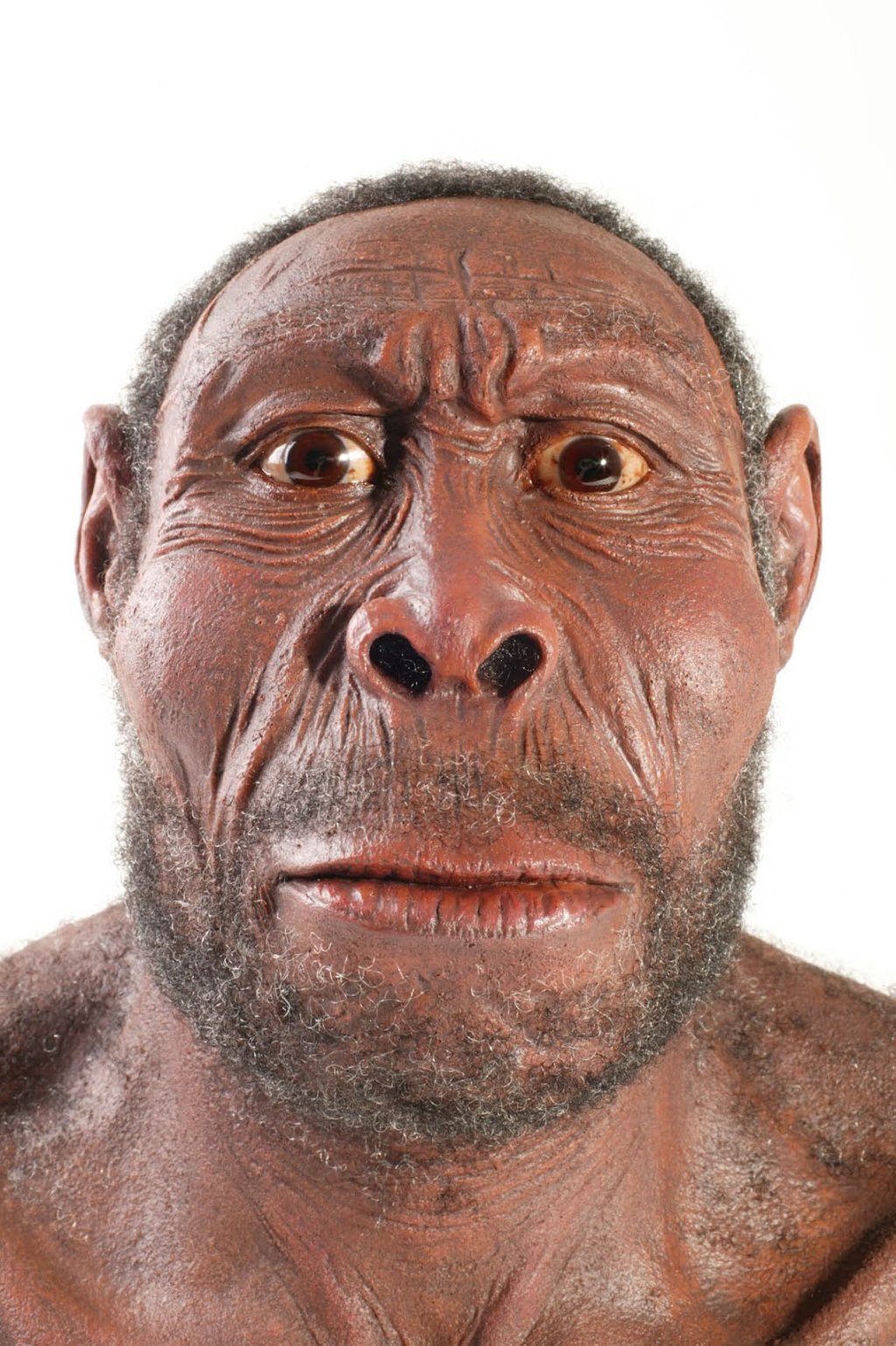 HOMO ERECTUSERGASTER