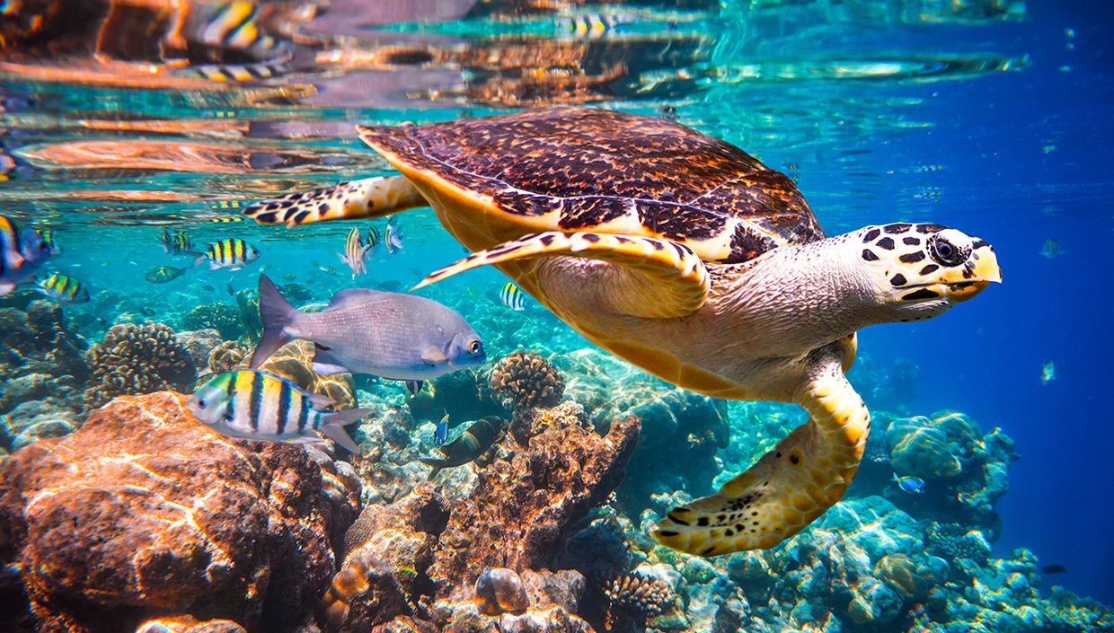 Hawksbill Sea Turtles 8 Characteristics of Life Bonene