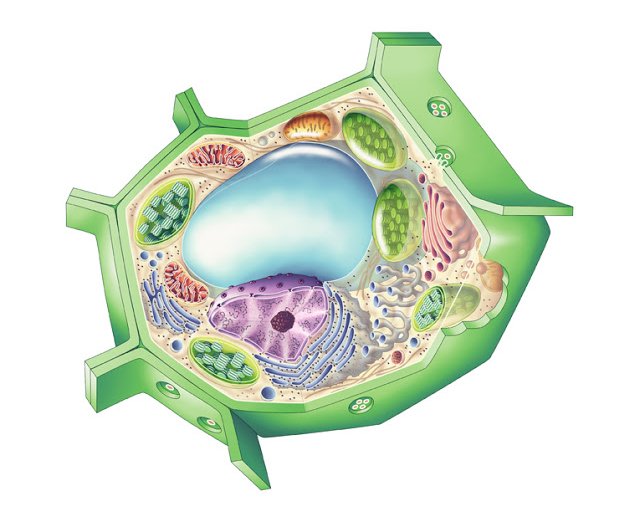 Célula Vegetal