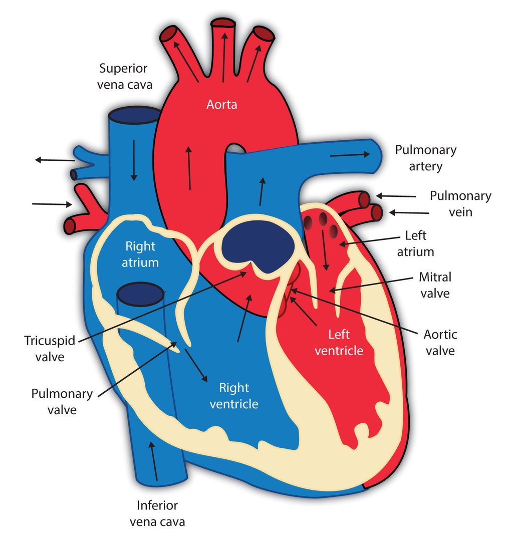 Clone of &quot;The Cardiovascular System and The Parts of Your&hellip;
