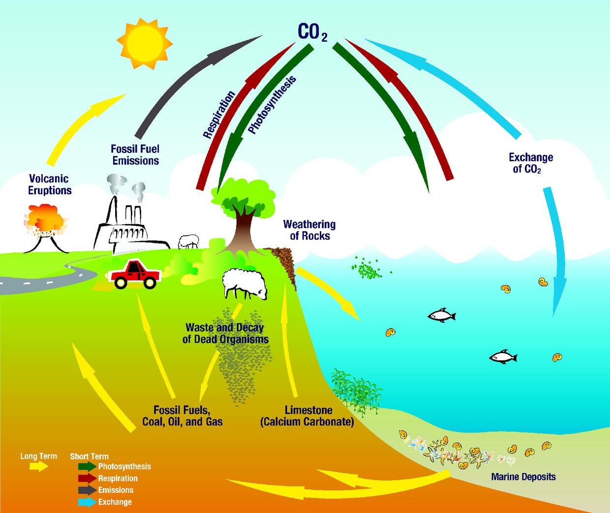 Interactive Carbon Cycle
