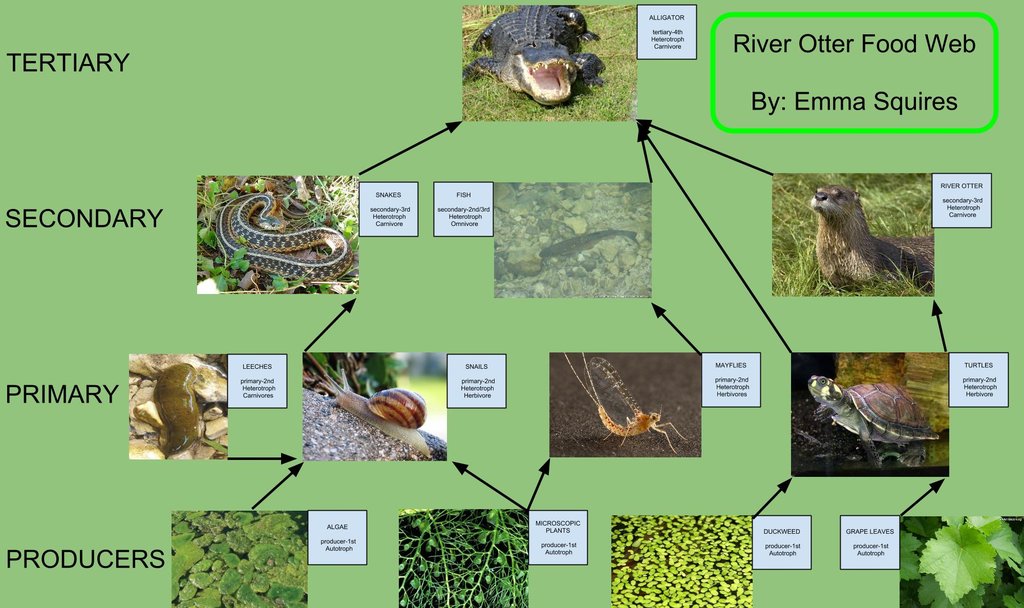 River Otter Food Web