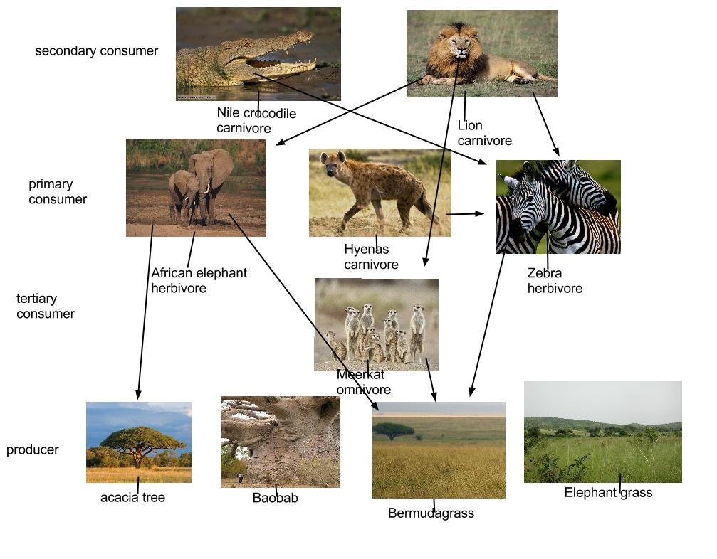 sydney laliberte food web project