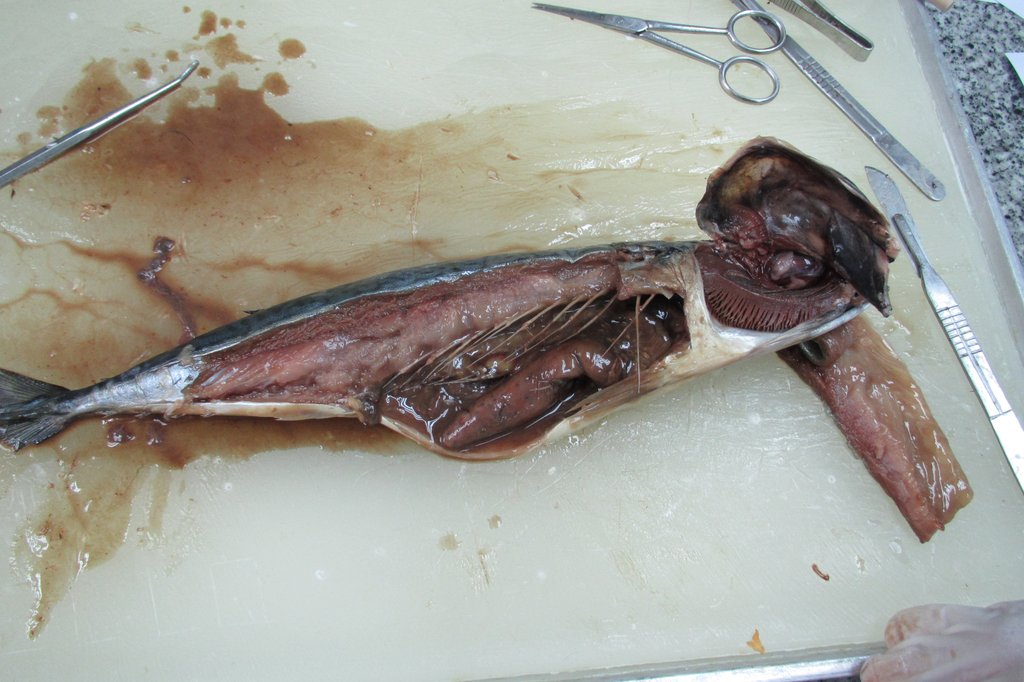 dissect 中文